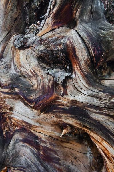 USA, Utah, Zion NP Gnarled dead tree stump